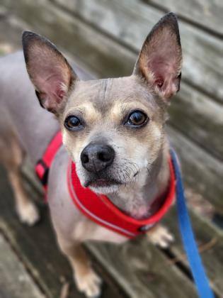 Enlarge Lucky, a Adoptable Chihuahua in Annapolis, MD image 1/3
