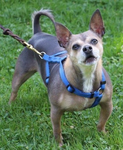 Enlarge Lucky, a Adoptable Chihuahua in Annapolis, MD image 2/3