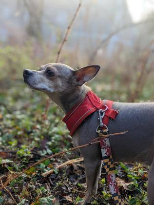Enlarge Lucky, a Adoptable Chihuahua in Annapolis, MD image 3/3