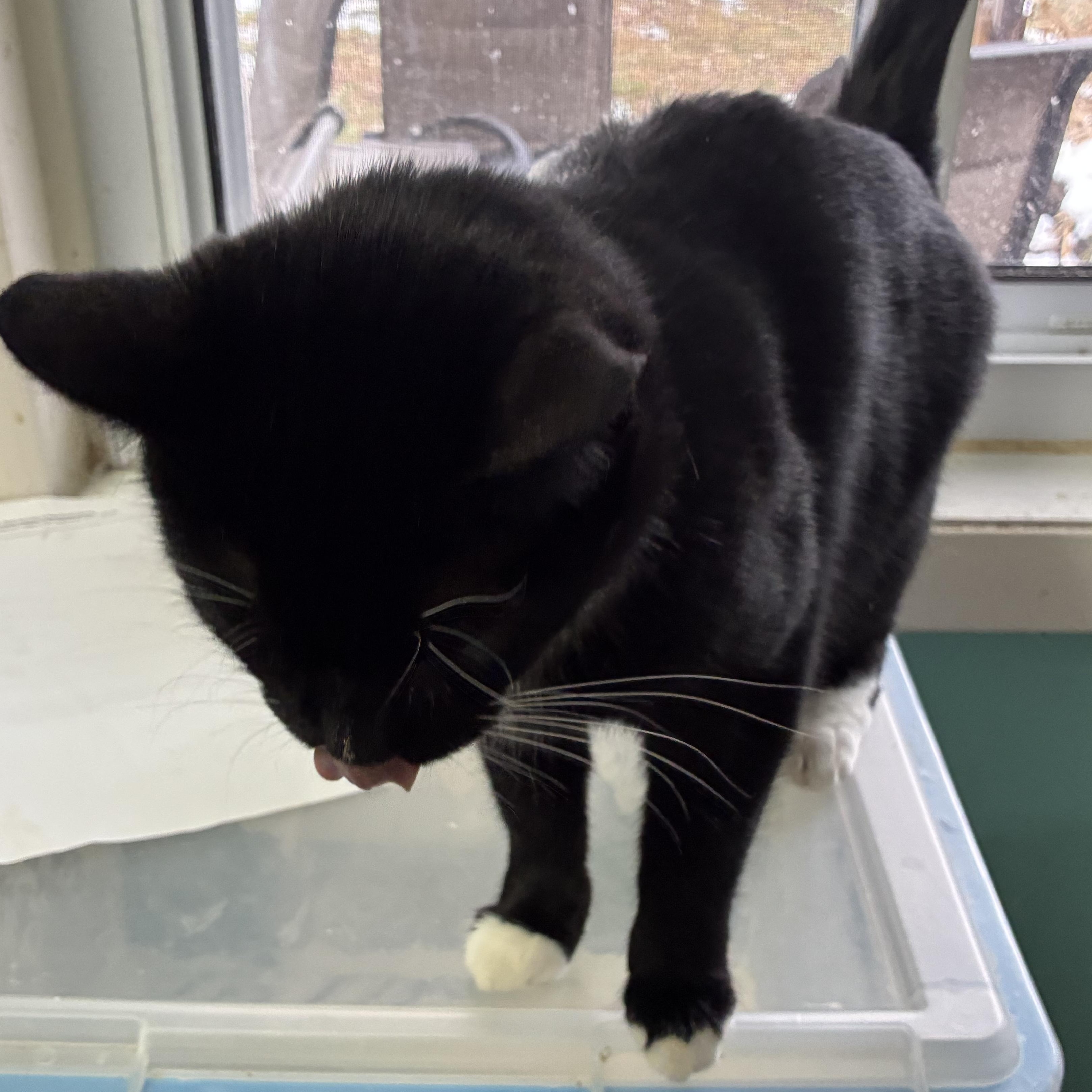 Socks, ADOPTABLE, Adult Male Domestic Short Hair & Tuxedo.