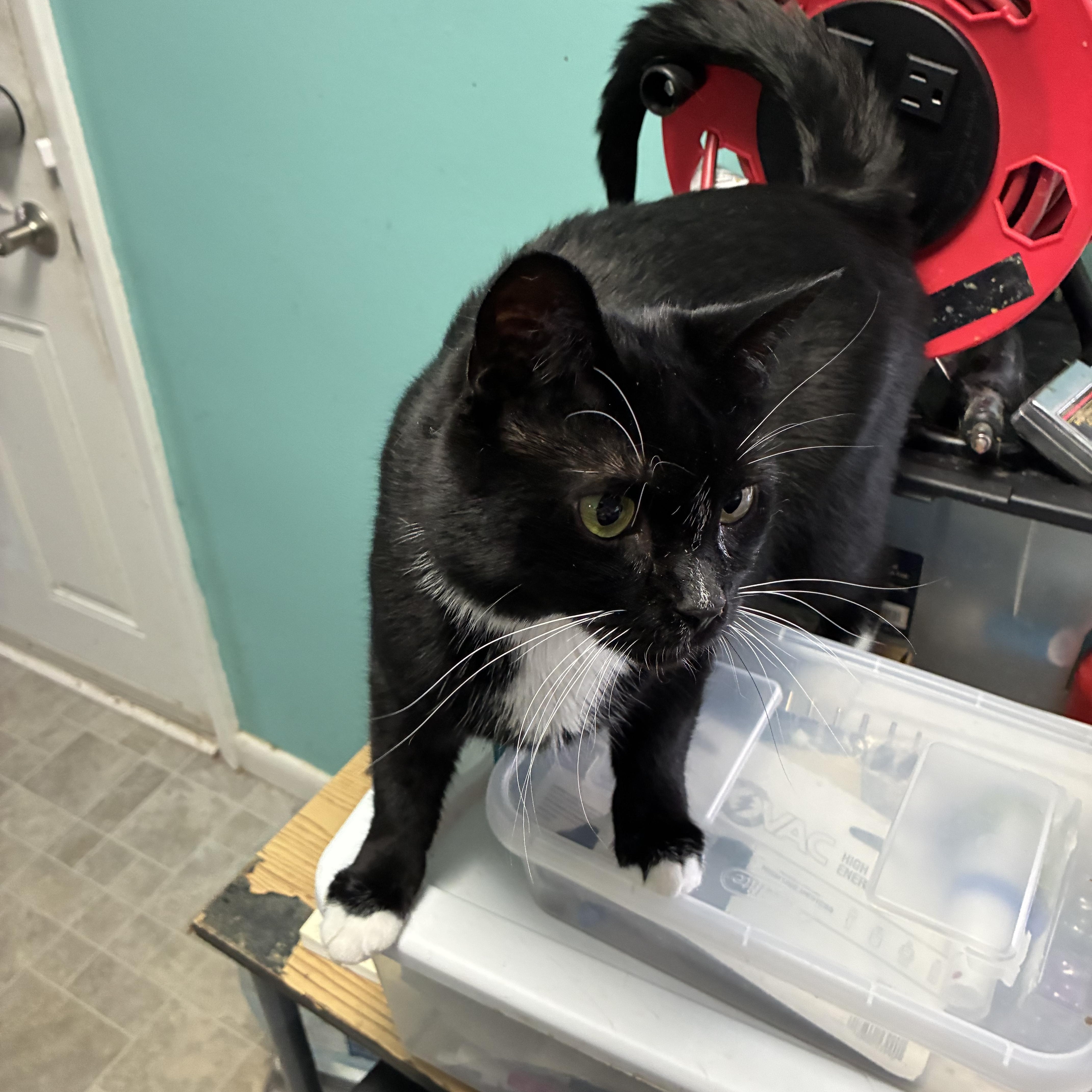 Socks, a ADOPTABLE mixed breed in Stahlstown, PA image 2/3