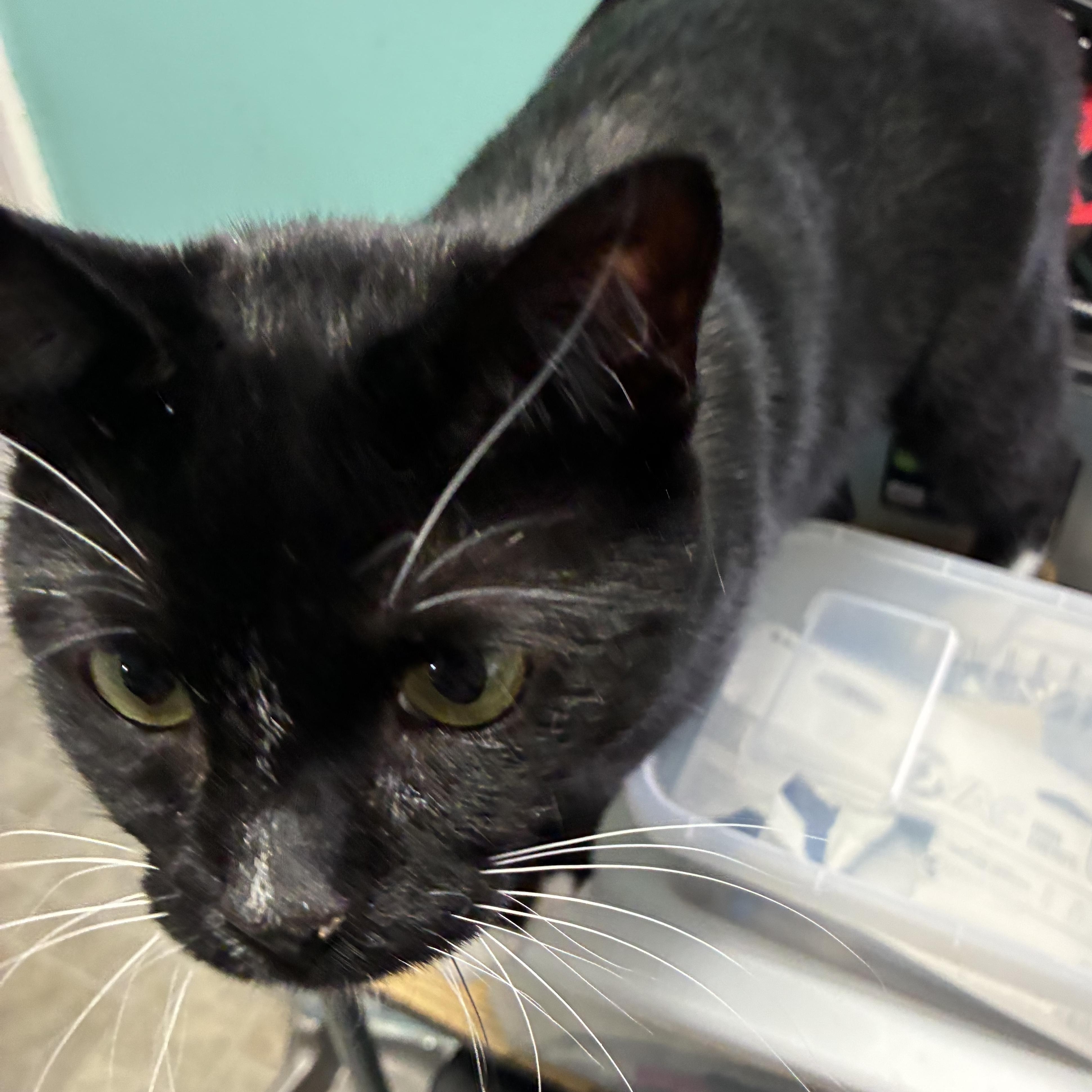 Socks, a ADOPTABLE mixed breed in Stahlstown, PA image 3/3