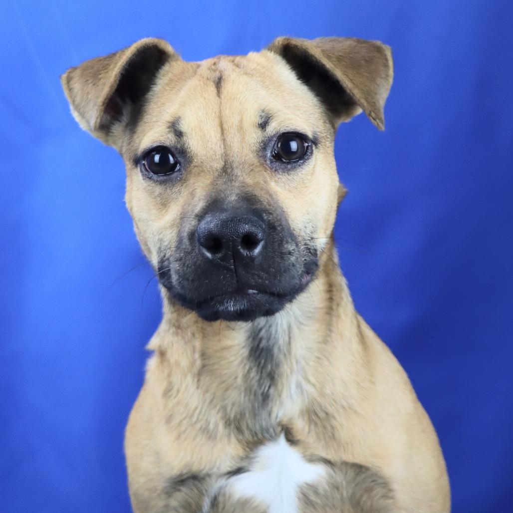 Chanel - 072504T, a Adoptable mixed breed in Tupelo, MS image 1/4