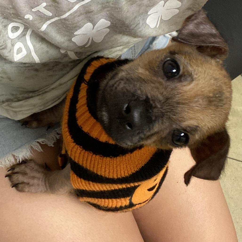 Chanel - 072504T, a Adoptable mixed breed in Tupelo, MS image 2/4