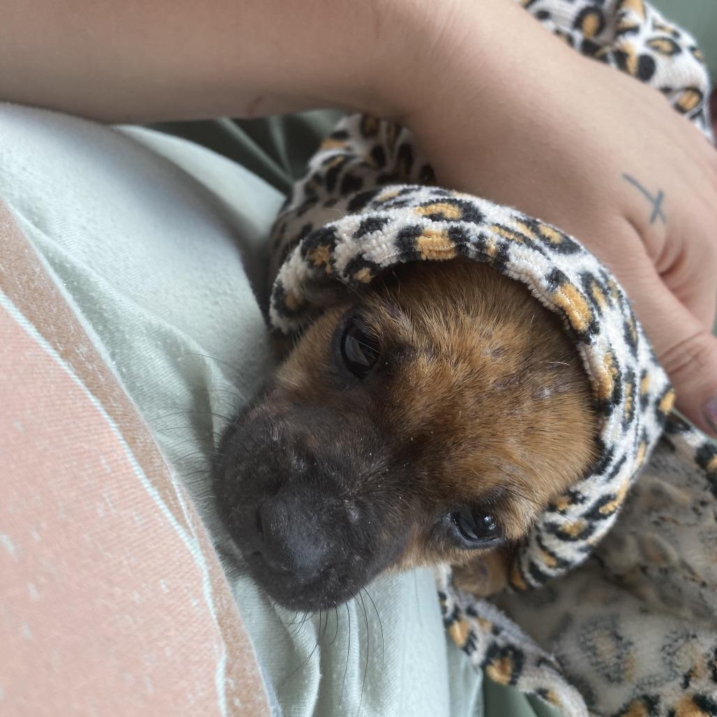 Chanel - 072504T, a Adoptable mixed breed in Tupelo, MS image 3/4