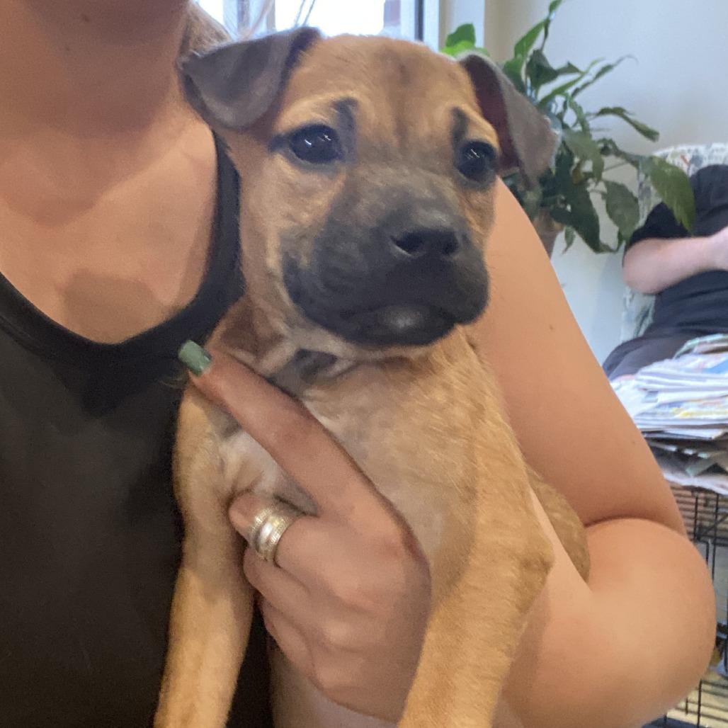 Chanel - 072504T, a Adoptable mixed breed in Tupelo, MS image 4/4