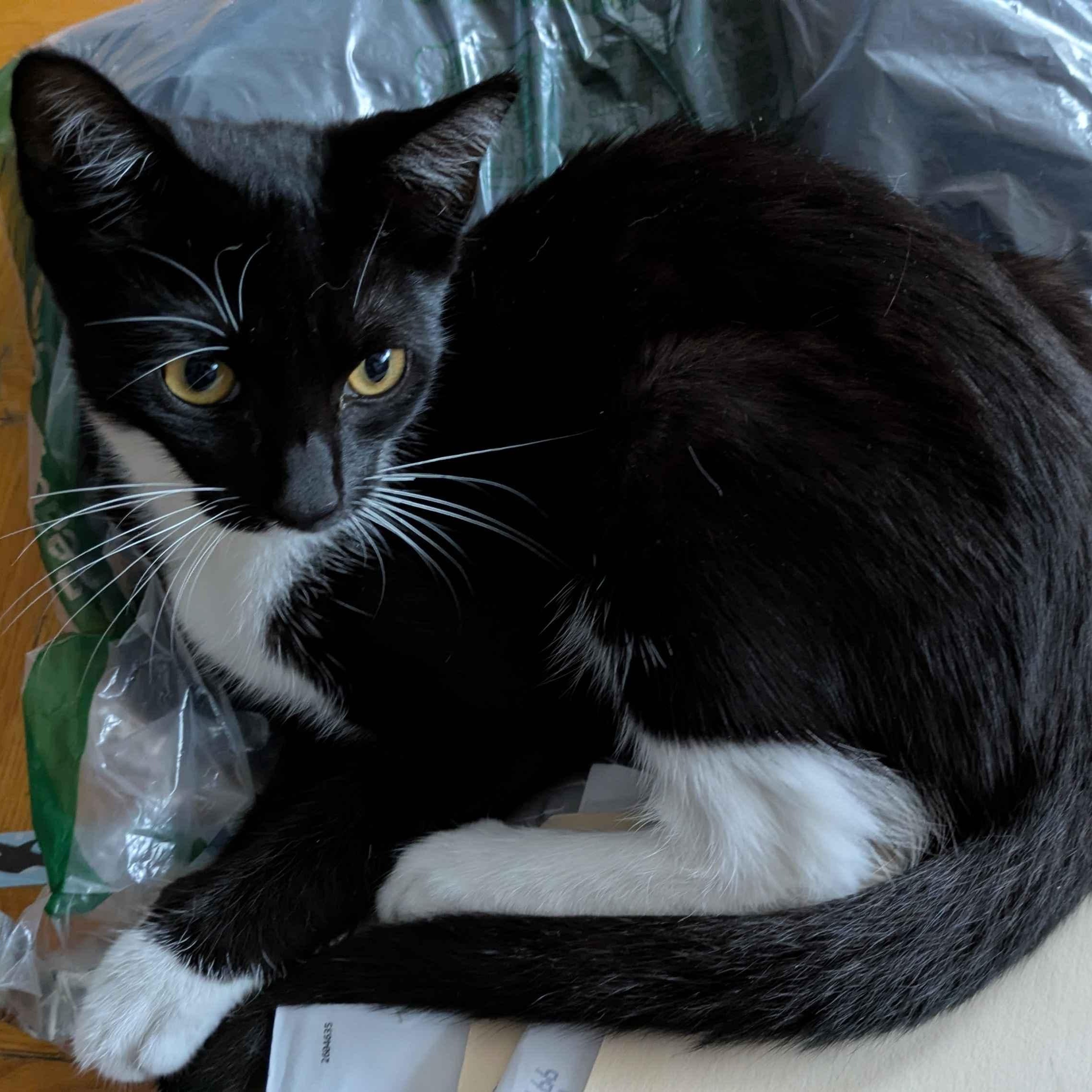 Stormy, an adopted Domestic Short Hair in Weehawken, NJ image 2/6