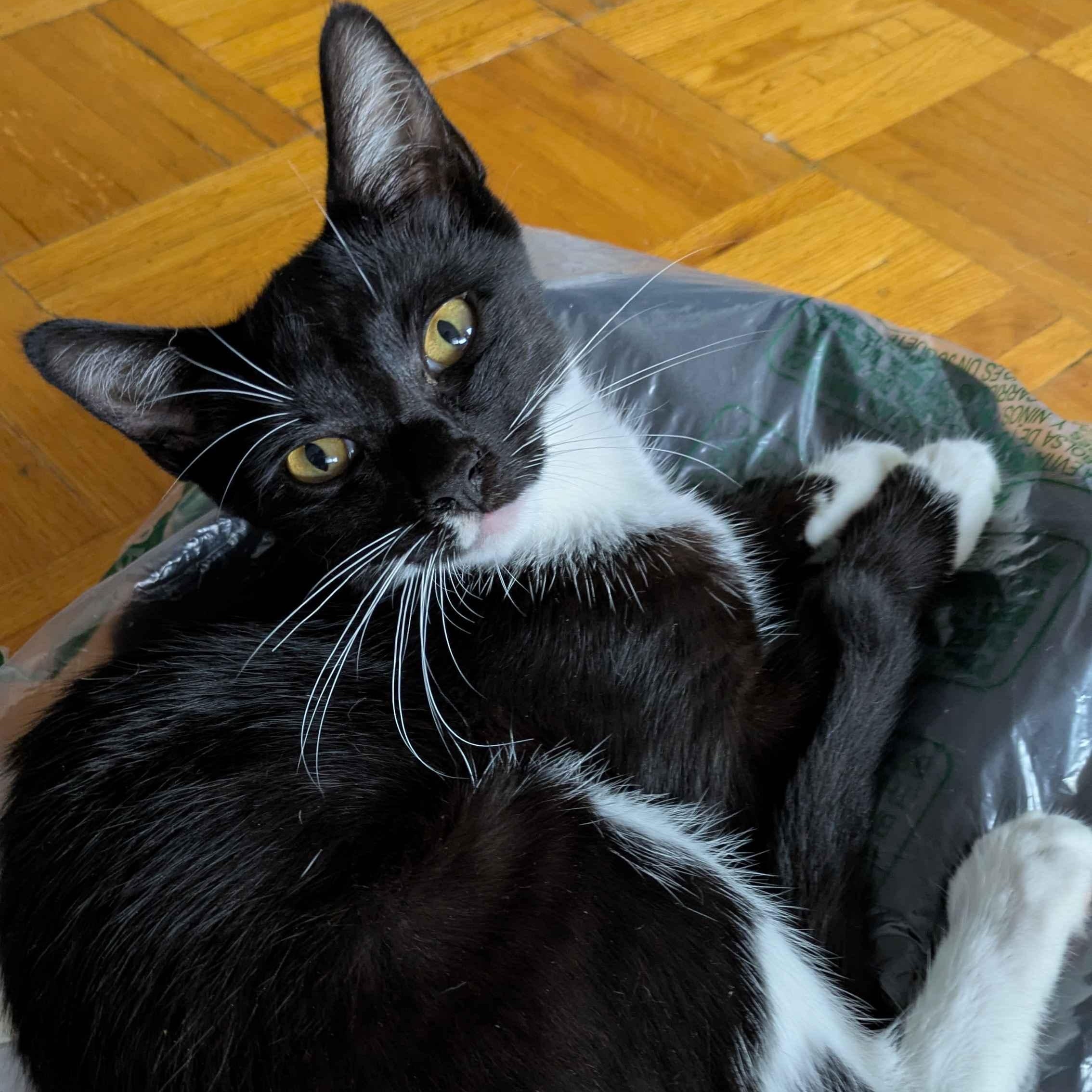 Stormy, adopted, Kitten Female Domestic Short Hair.
