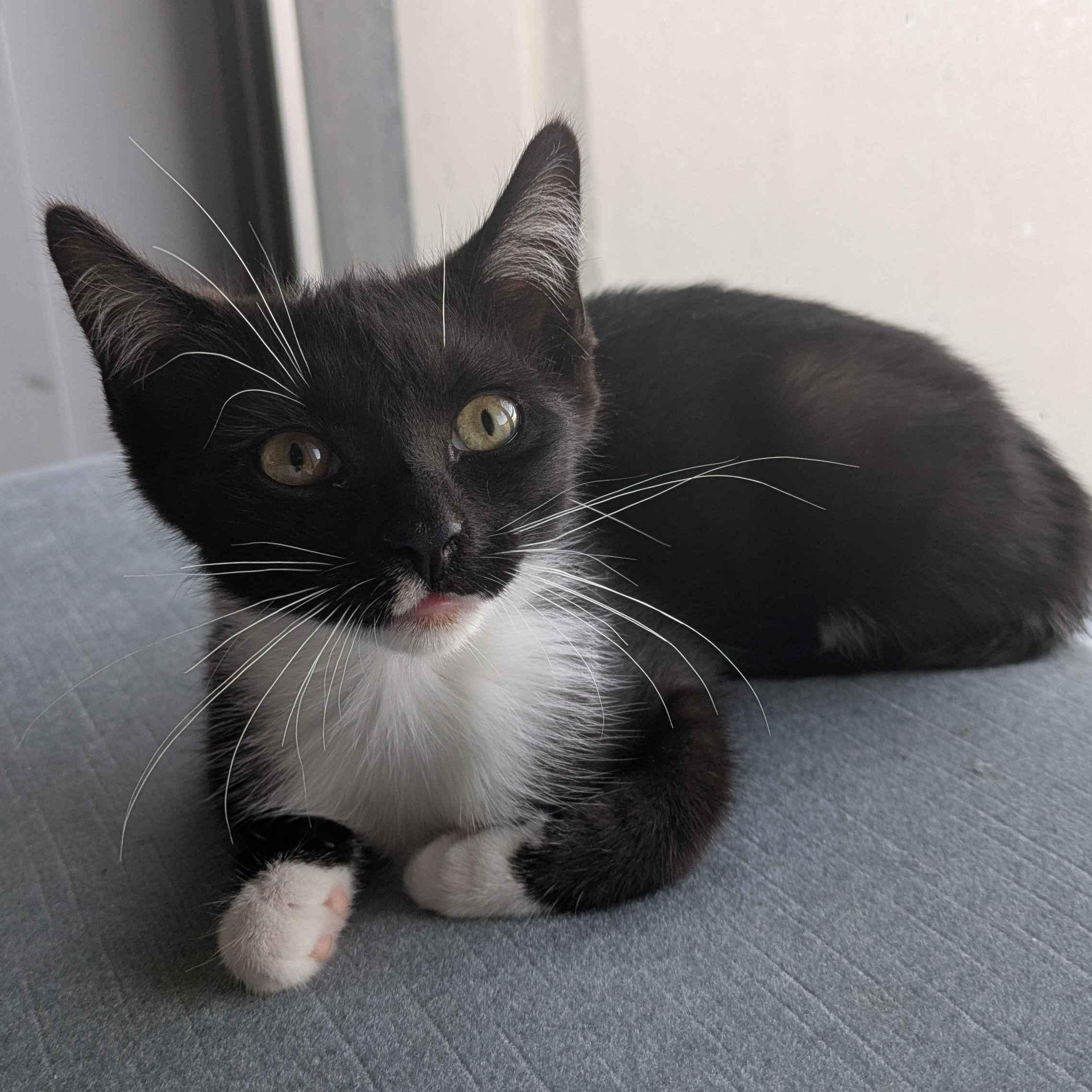 Stormy, an adopted Domestic Short Hair in Weehawken, NJ image 3/6
