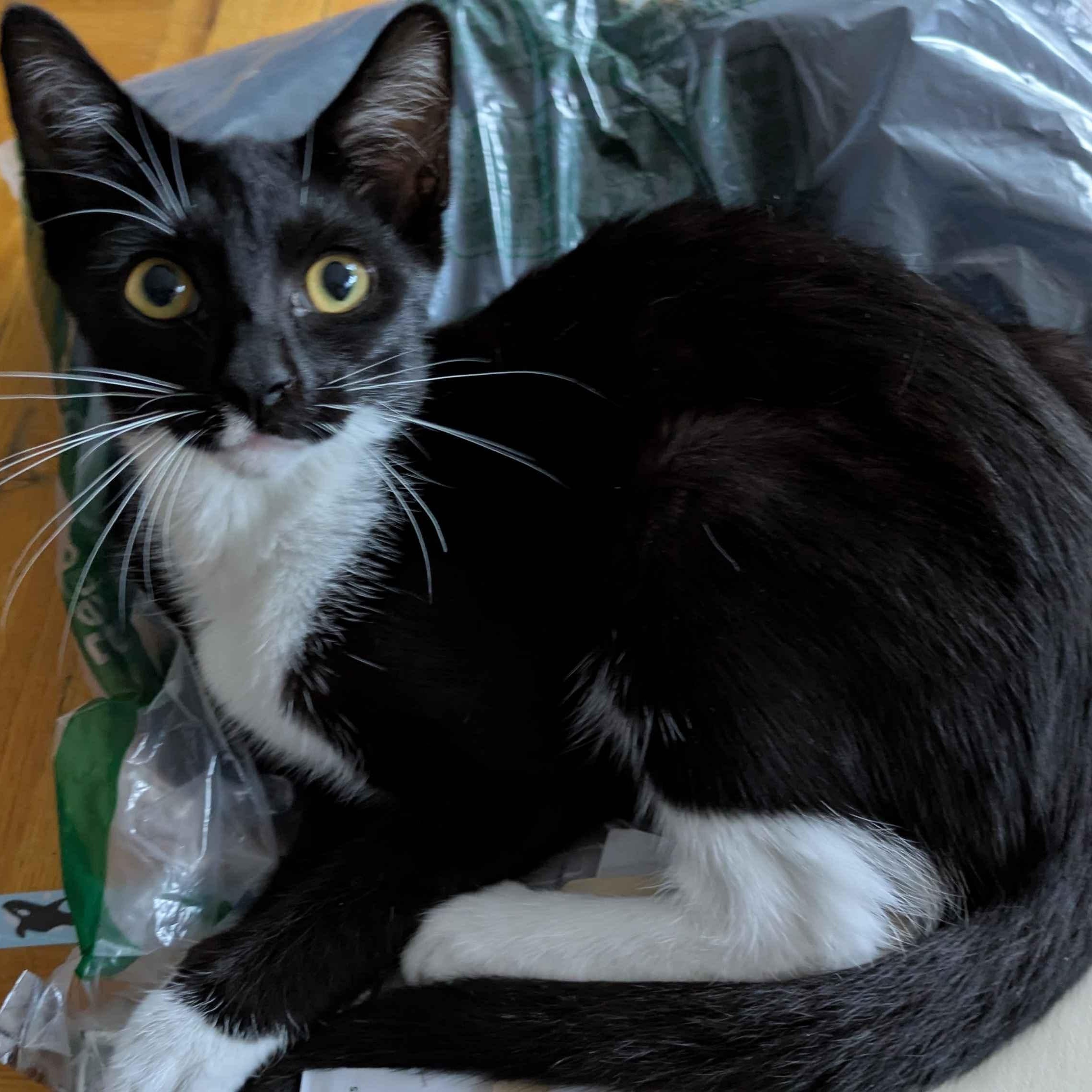 Stormy, an adopted Domestic Short Hair in Weehawken, NJ image 5/6