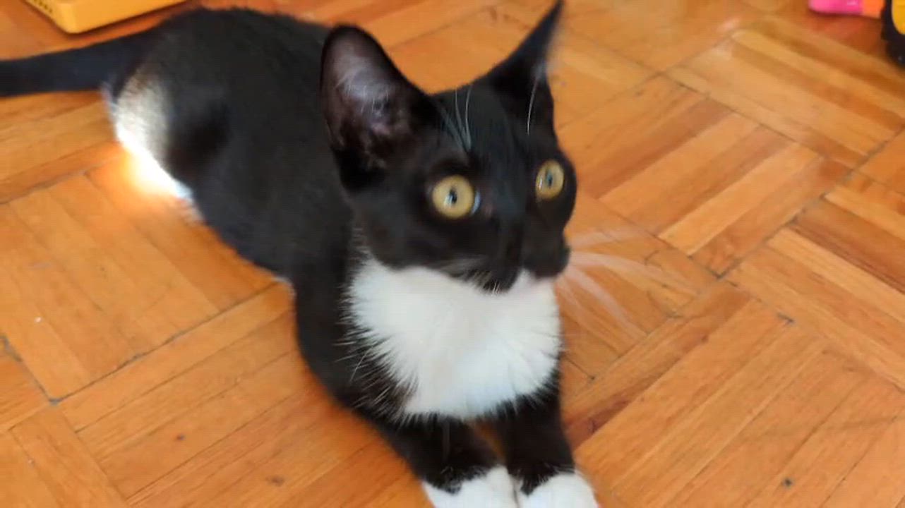 Enlarge Stormy, an adopted Domestic Short Hair in Weehawken, NJ video 6/6