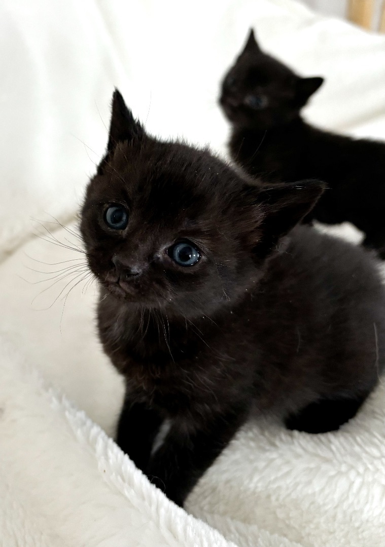 Yahtzee, an adopted Domestic Short Hair in Greensboro, NC_image-1