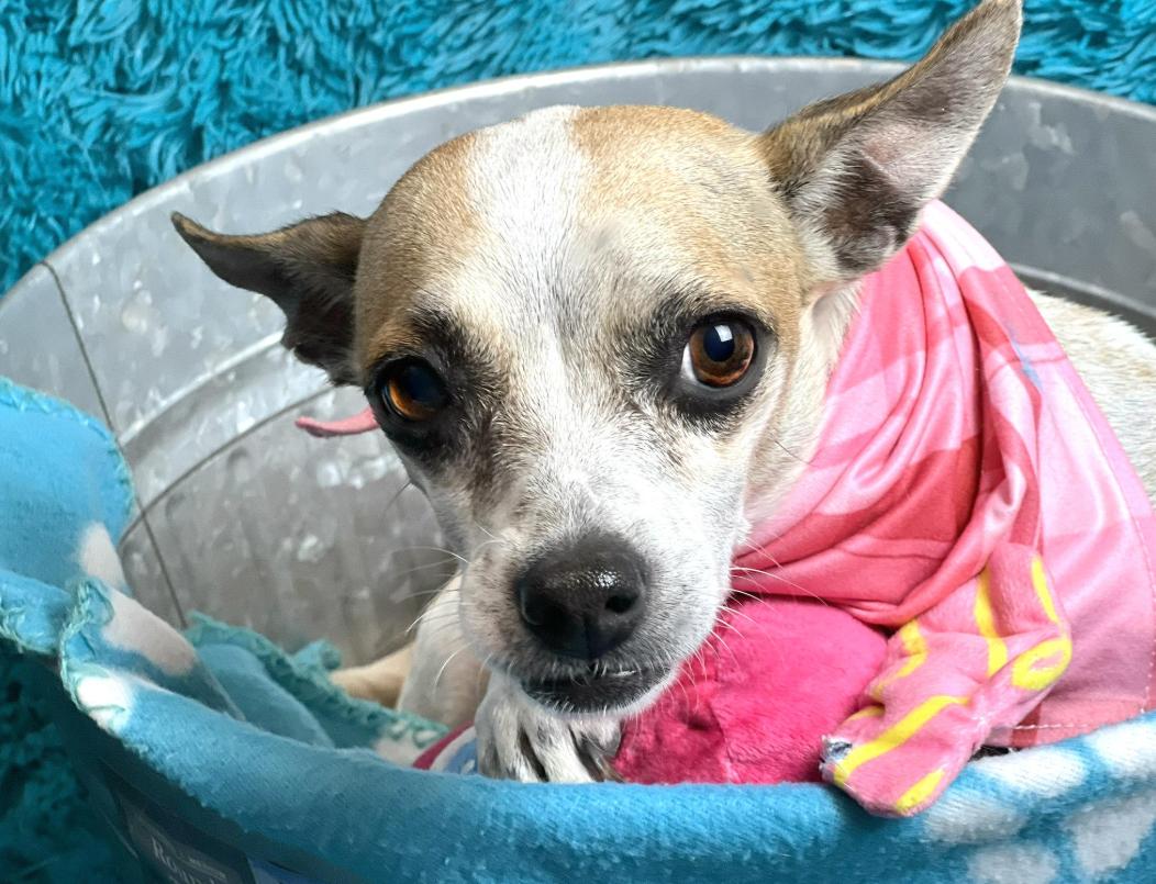 Bess -an angel with fur and the most beautiful soul!