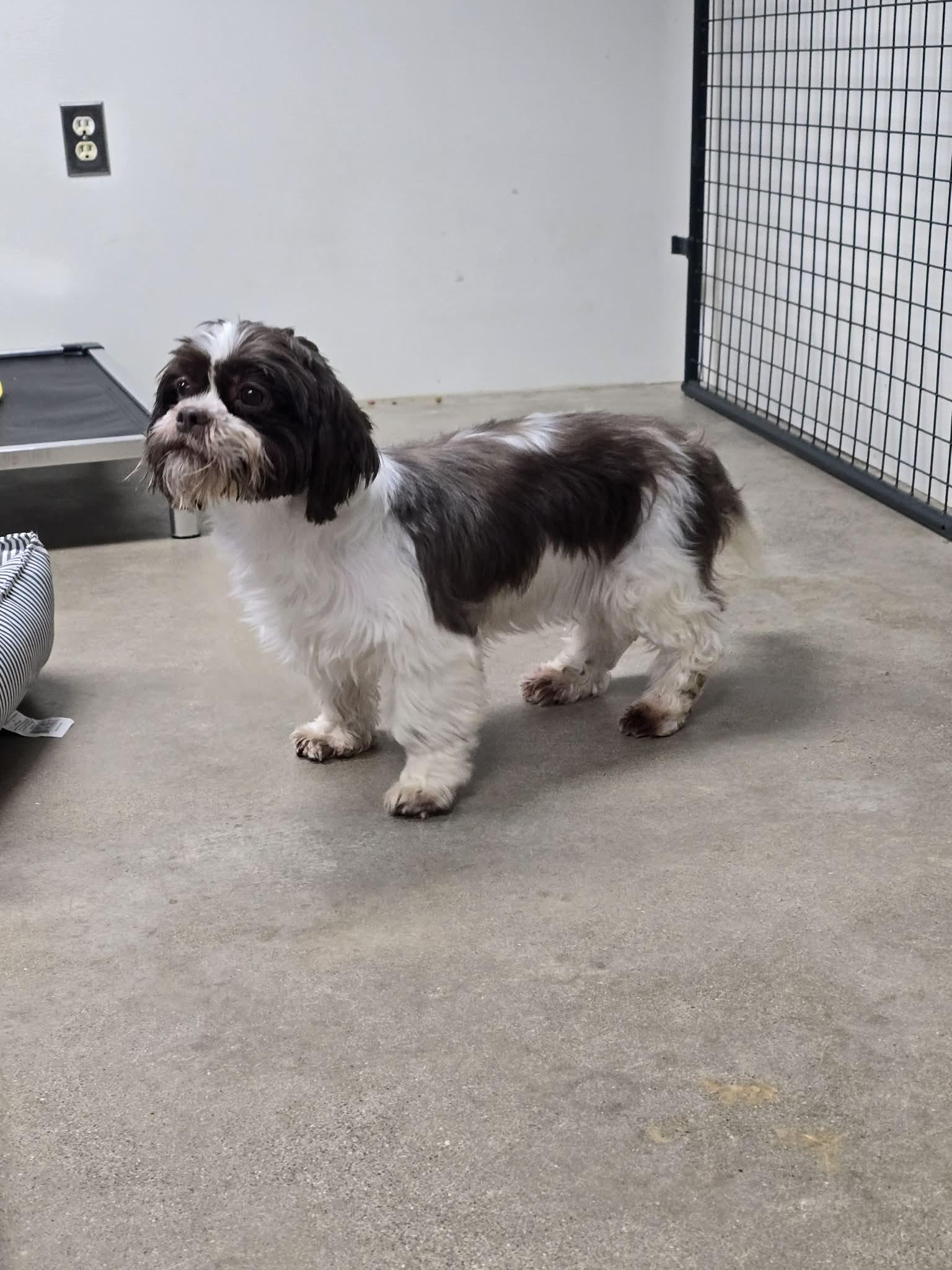Enlarge Eileen, an adopted Shih Tzu in Archbold , OH image 3/3