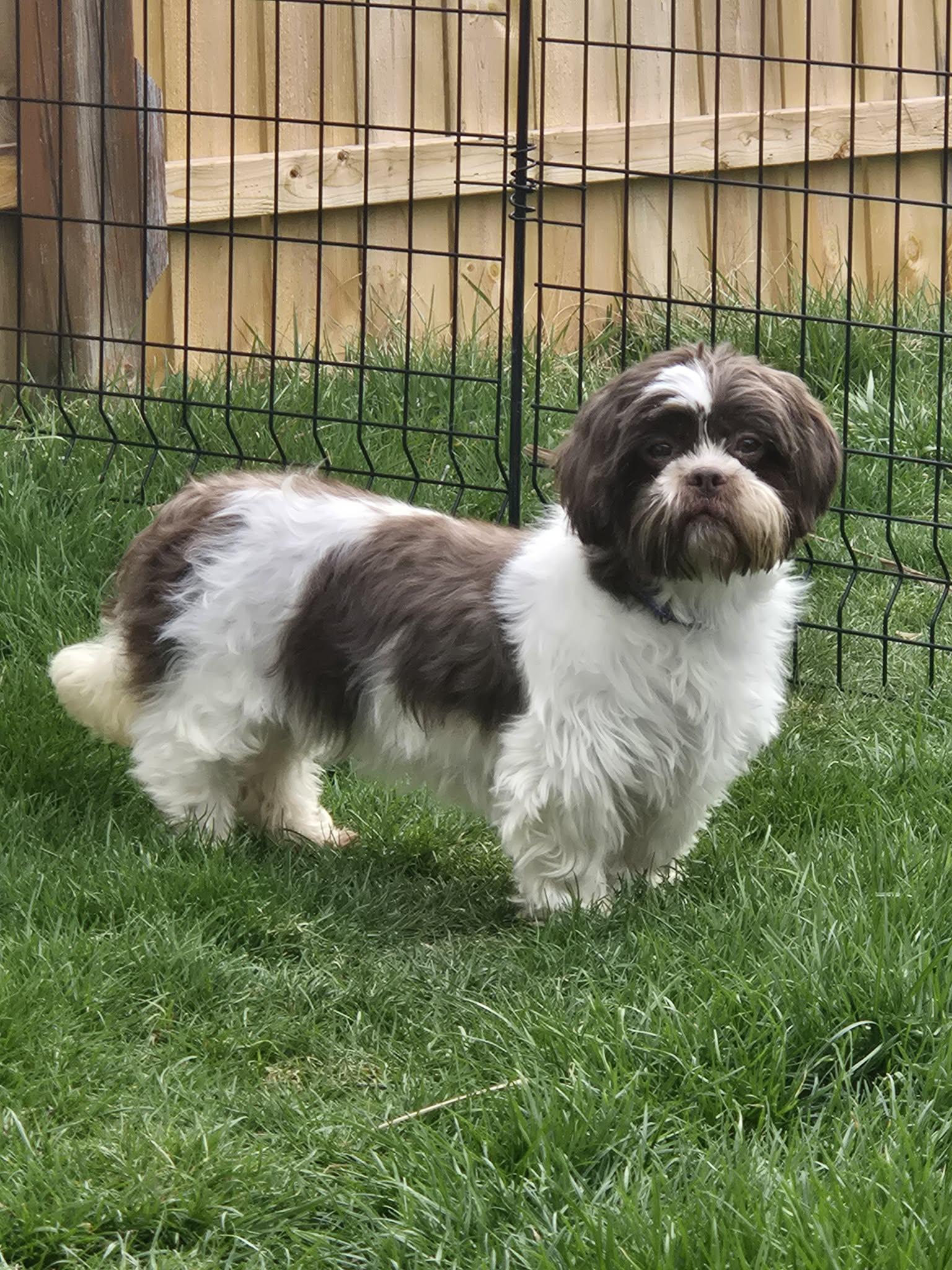 Enlarge Eileen, an adopted Shih Tzu in Archbold , OH image 2/3
