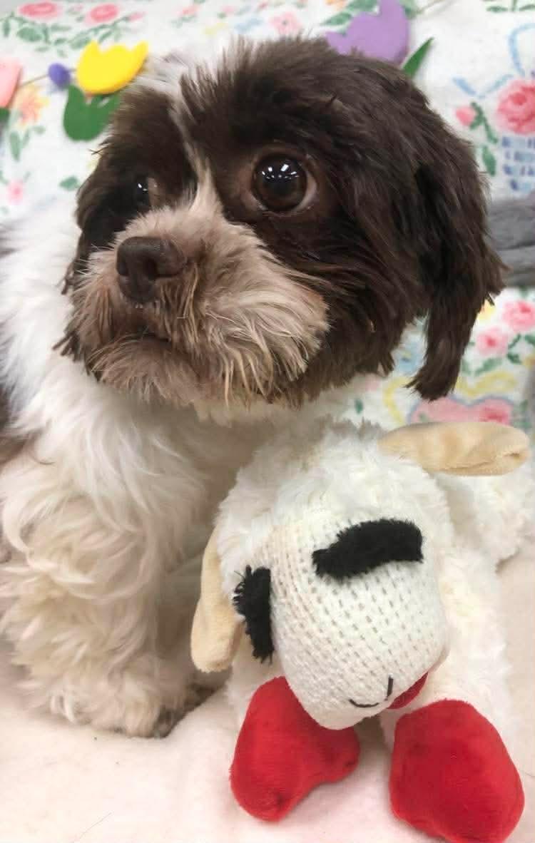 Enlarge Eileen, an adopted Shih Tzu in Archbold , OH image 1/3