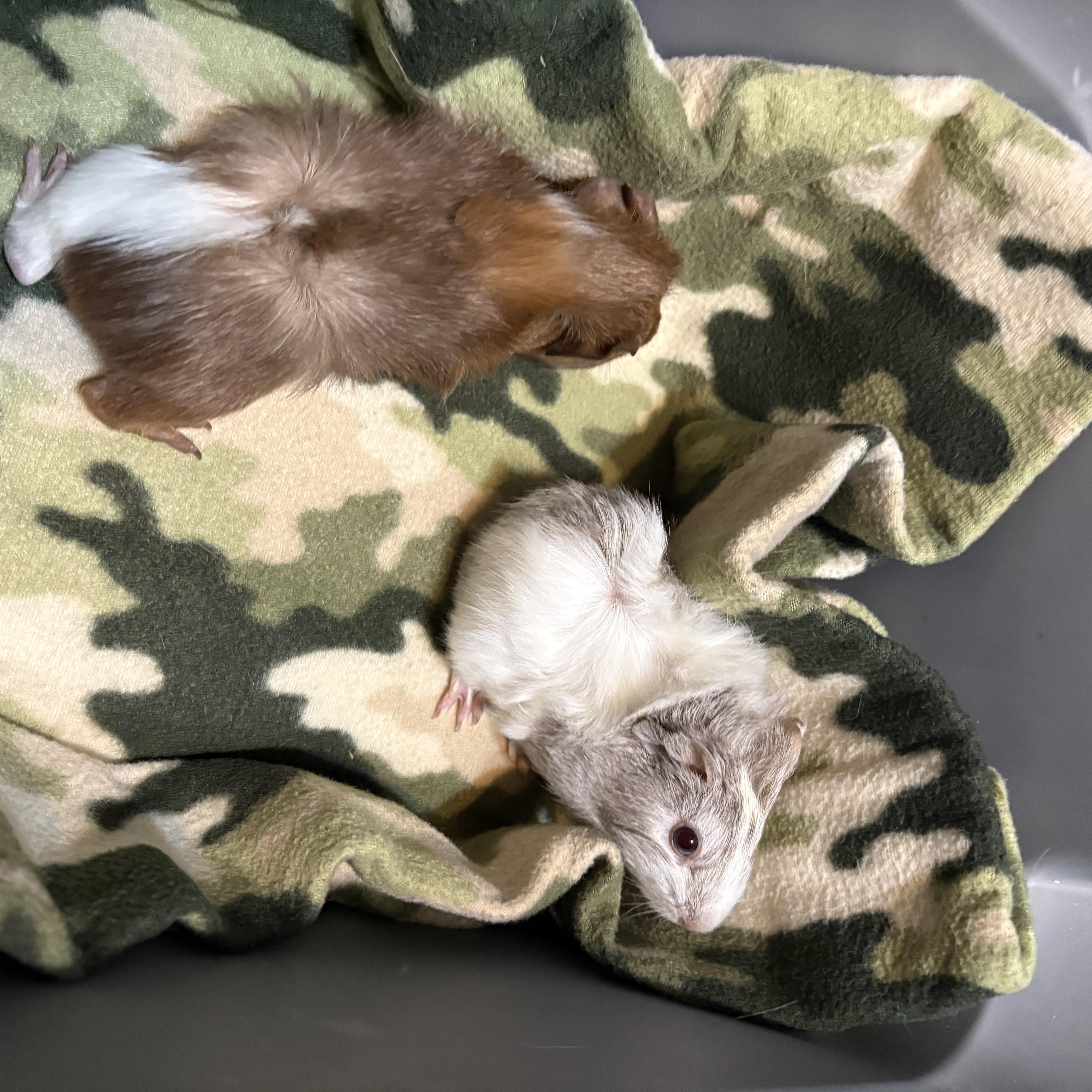 Enlarge Faye & Heidi, a Adopted Guinea Pig in Olympia, WA image 3/5