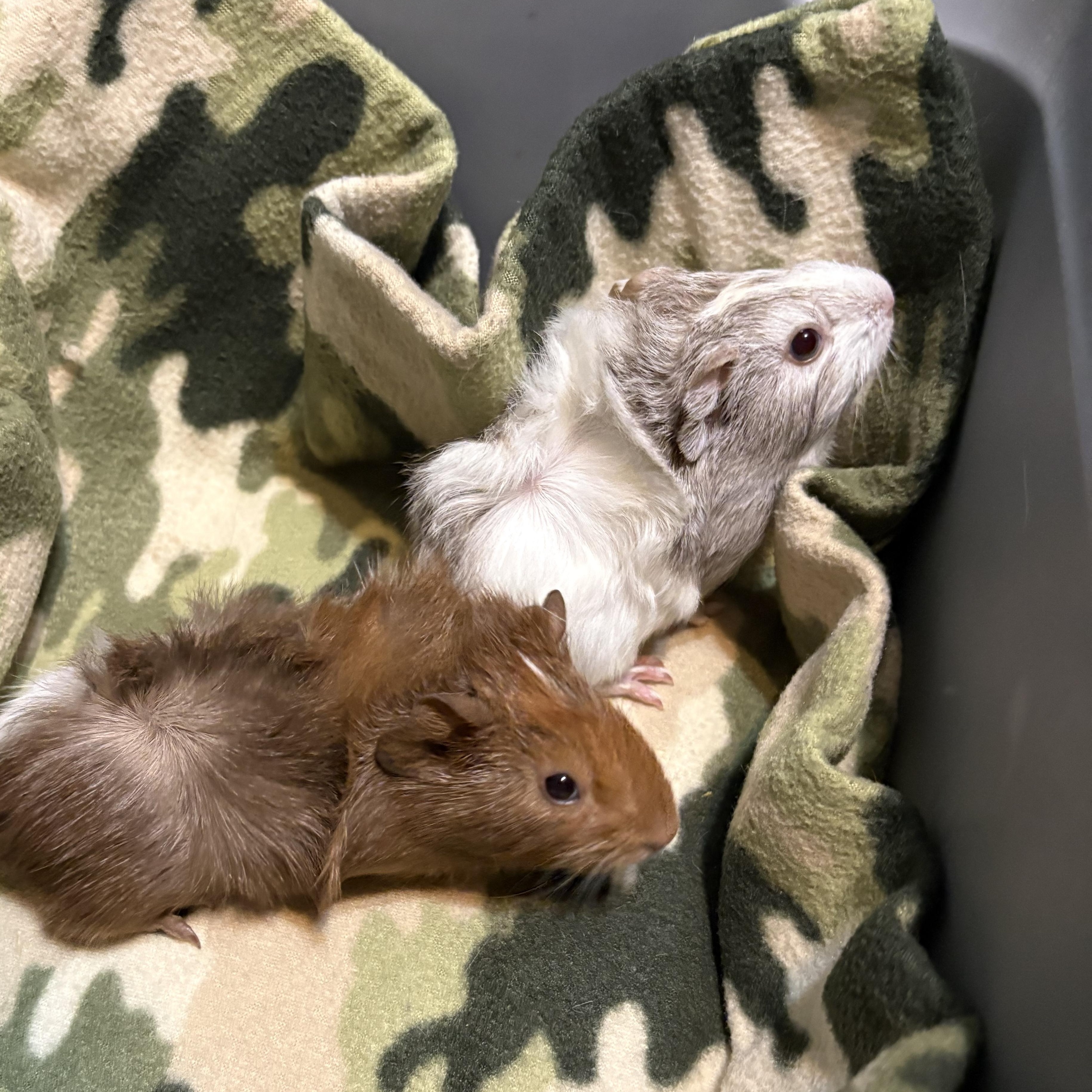 Enlarge Faye & Heidi, a Adopted Guinea Pig in Olympia, WA image 1/5