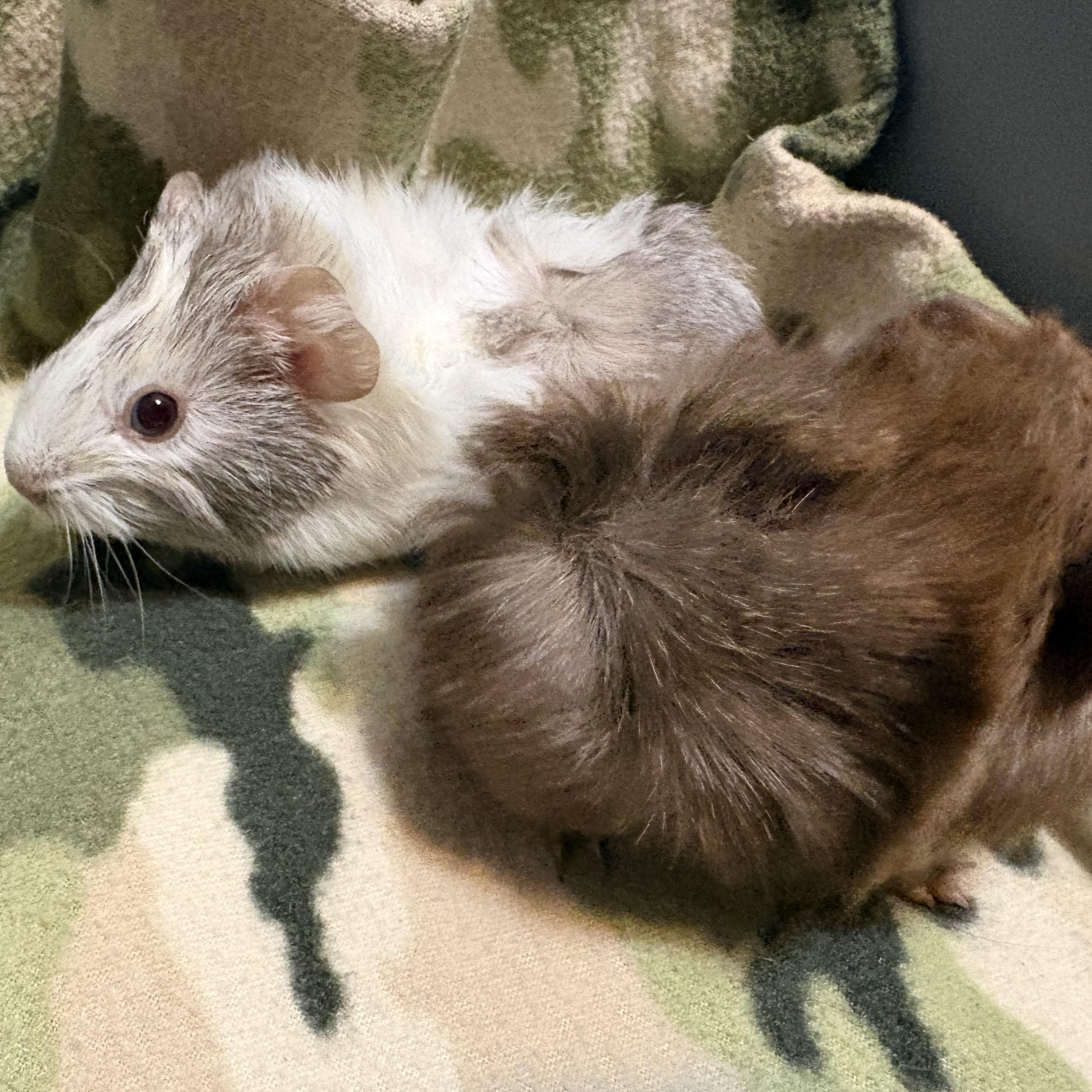 Enlarge Faye & Heidi, a Adopted Guinea Pig in Olympia, WA image 5/5
