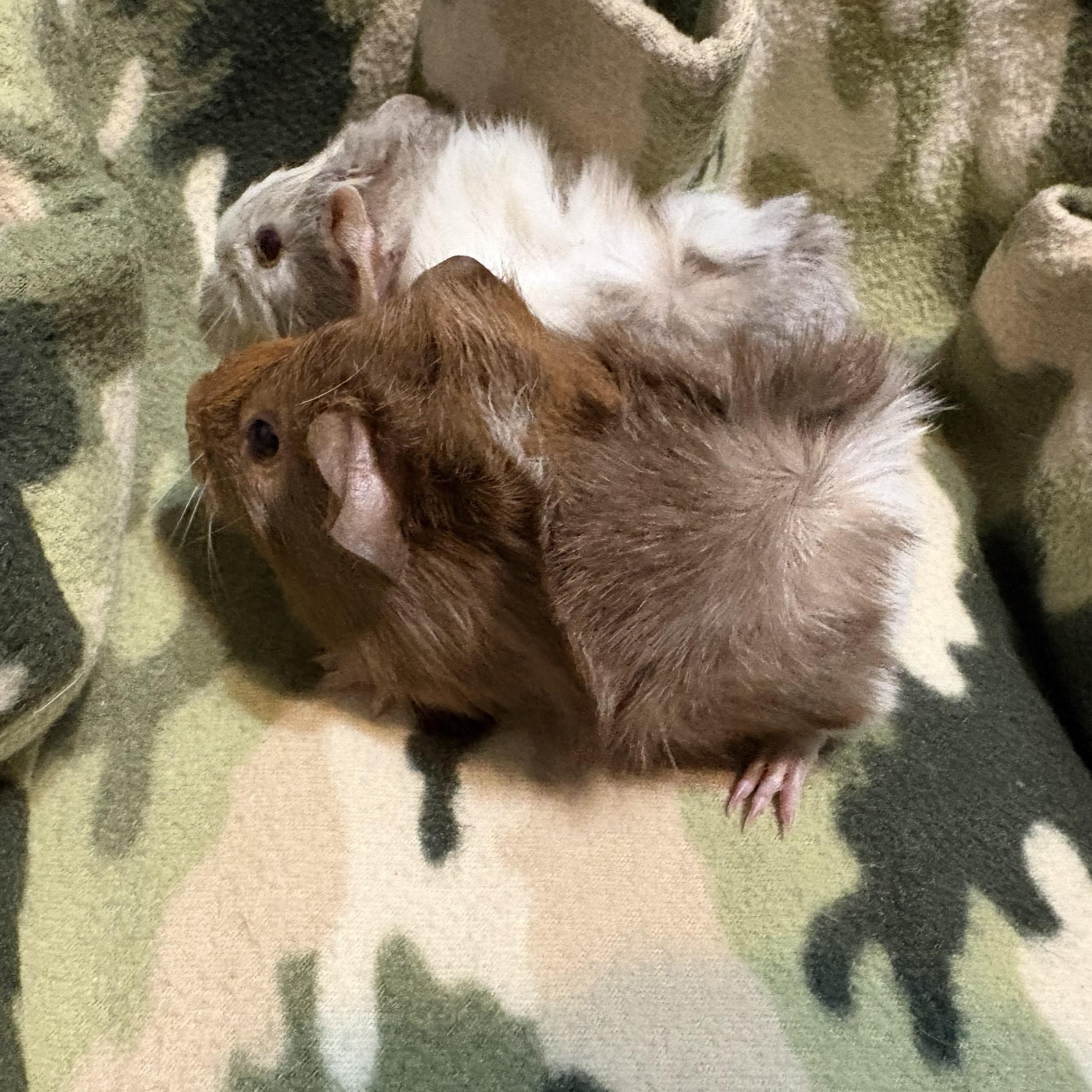 Enlarge Faye & Heidi, a Adopted Guinea Pig in Olympia, WA image 4/5