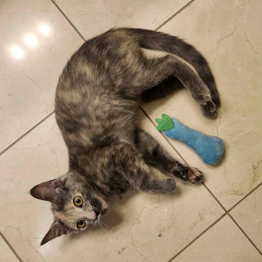 Faustina, Adoptable, Kitten Female Domestic Short Hair.