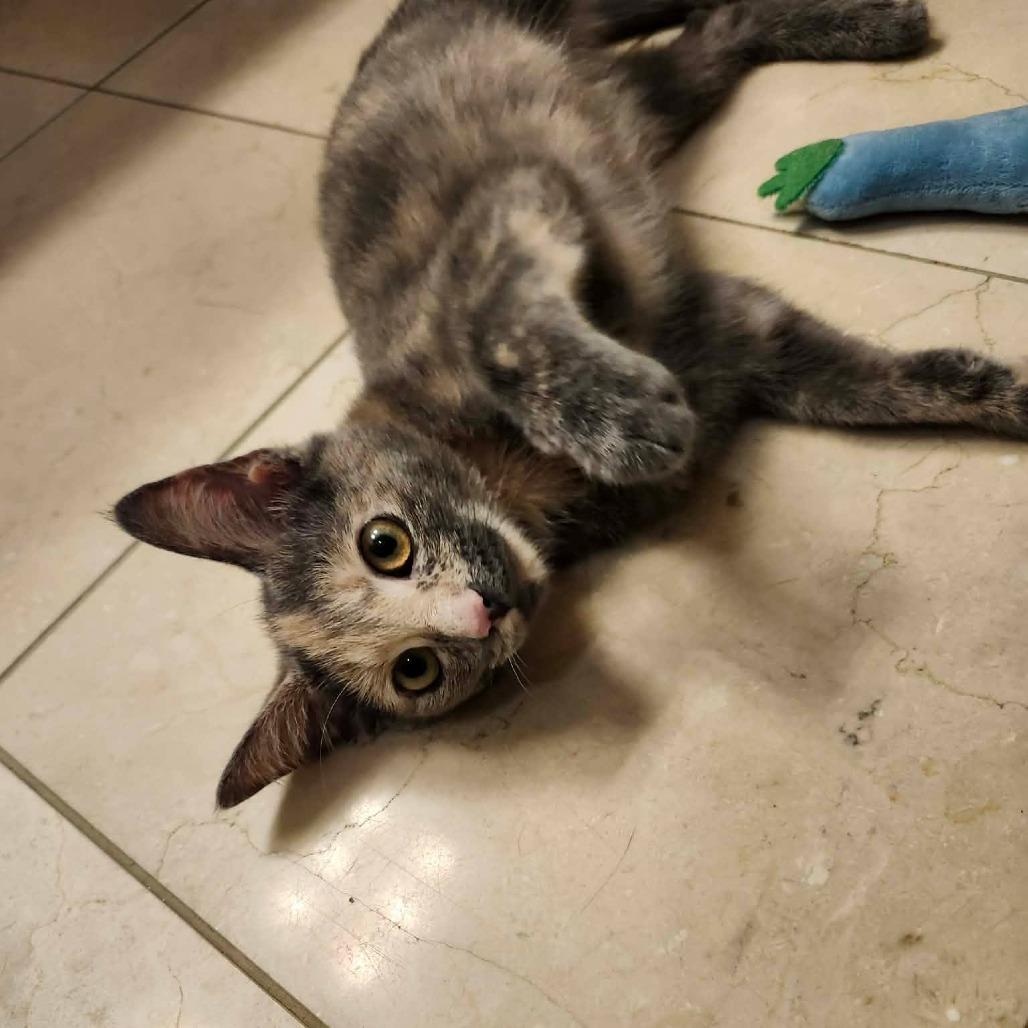 Enlarge Faustina, a Adoptable Domestic Short Hair in Plainfield, IL image 2/5