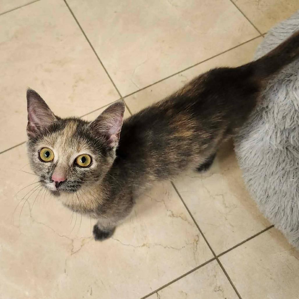Enlarge Faustina, a Adoptable Domestic Short Hair in Plainfield, IL image 3/5