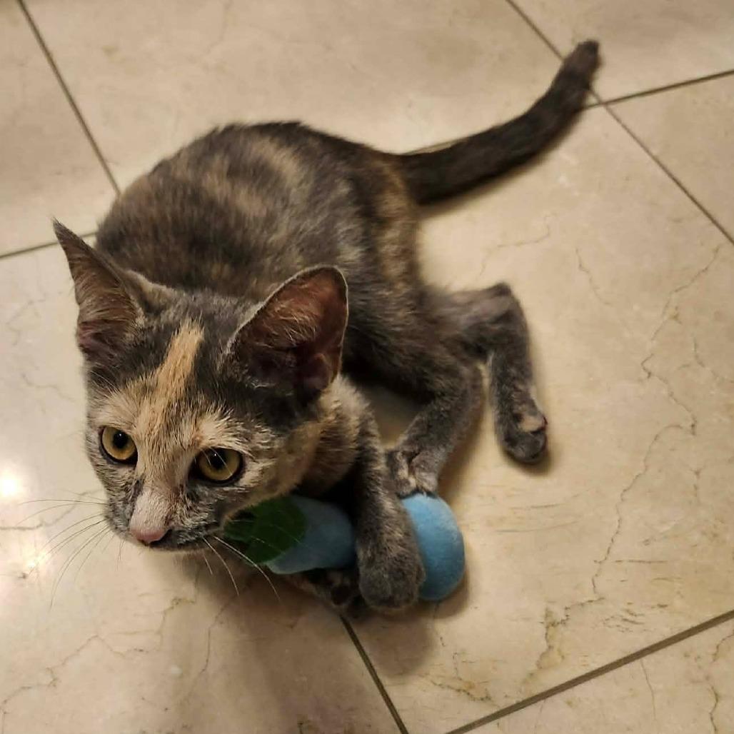 Enlarge Faustina, a Adoptable Domestic Short Hair in Plainfield, IL image 4/5
