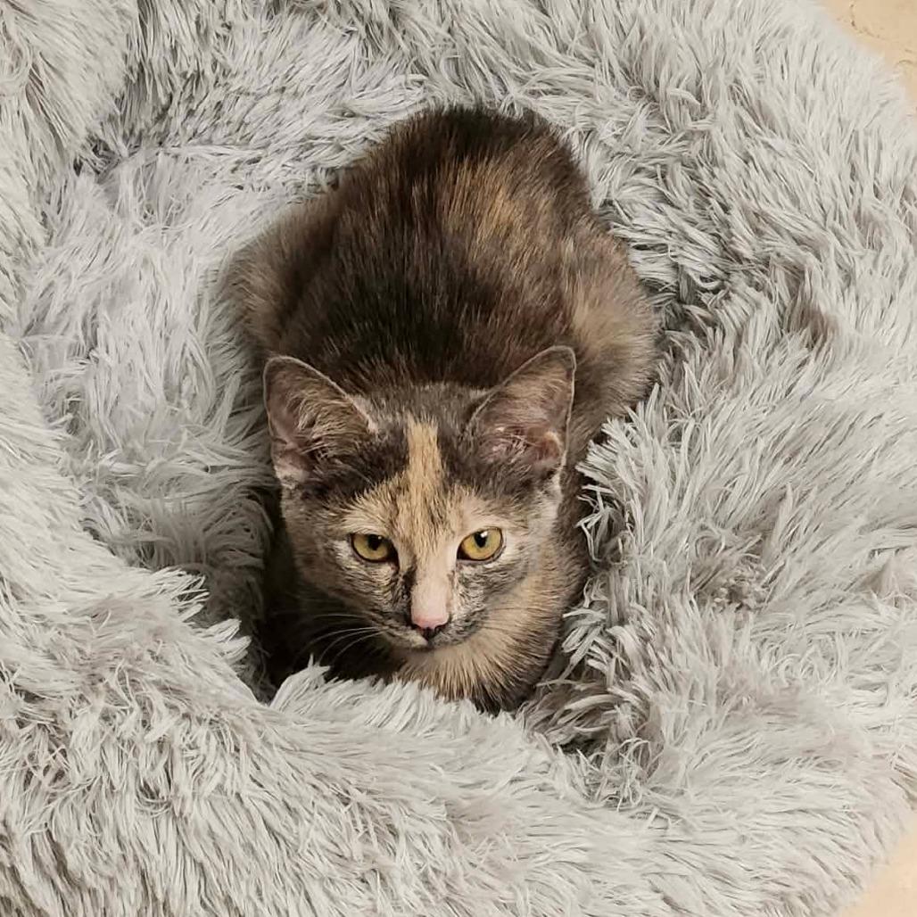 Enlarge Faustina, a Adoptable Domestic Short Hair in Plainfield, IL image 5/5