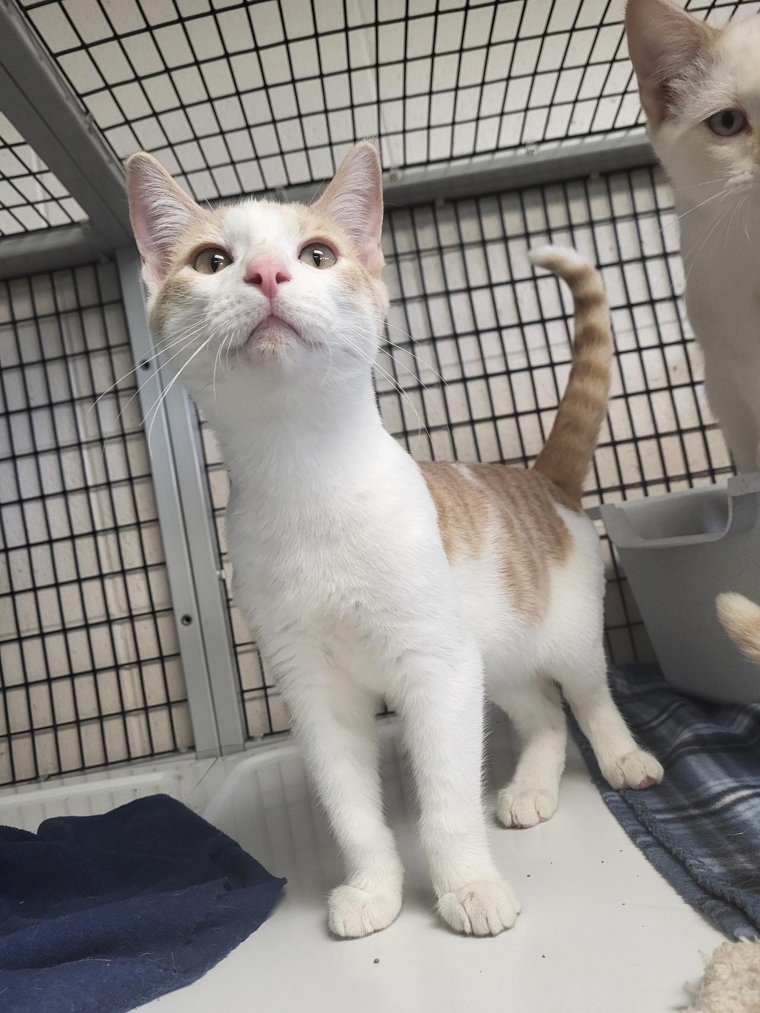 Steak, a Adoptable Domestic Short Hair in Chilton, WI image 6/6