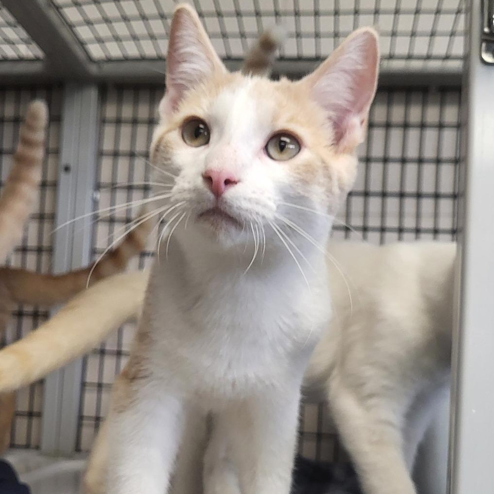 Steak, a Adoptable Domestic Short Hair in Chilton, WI image 5/6