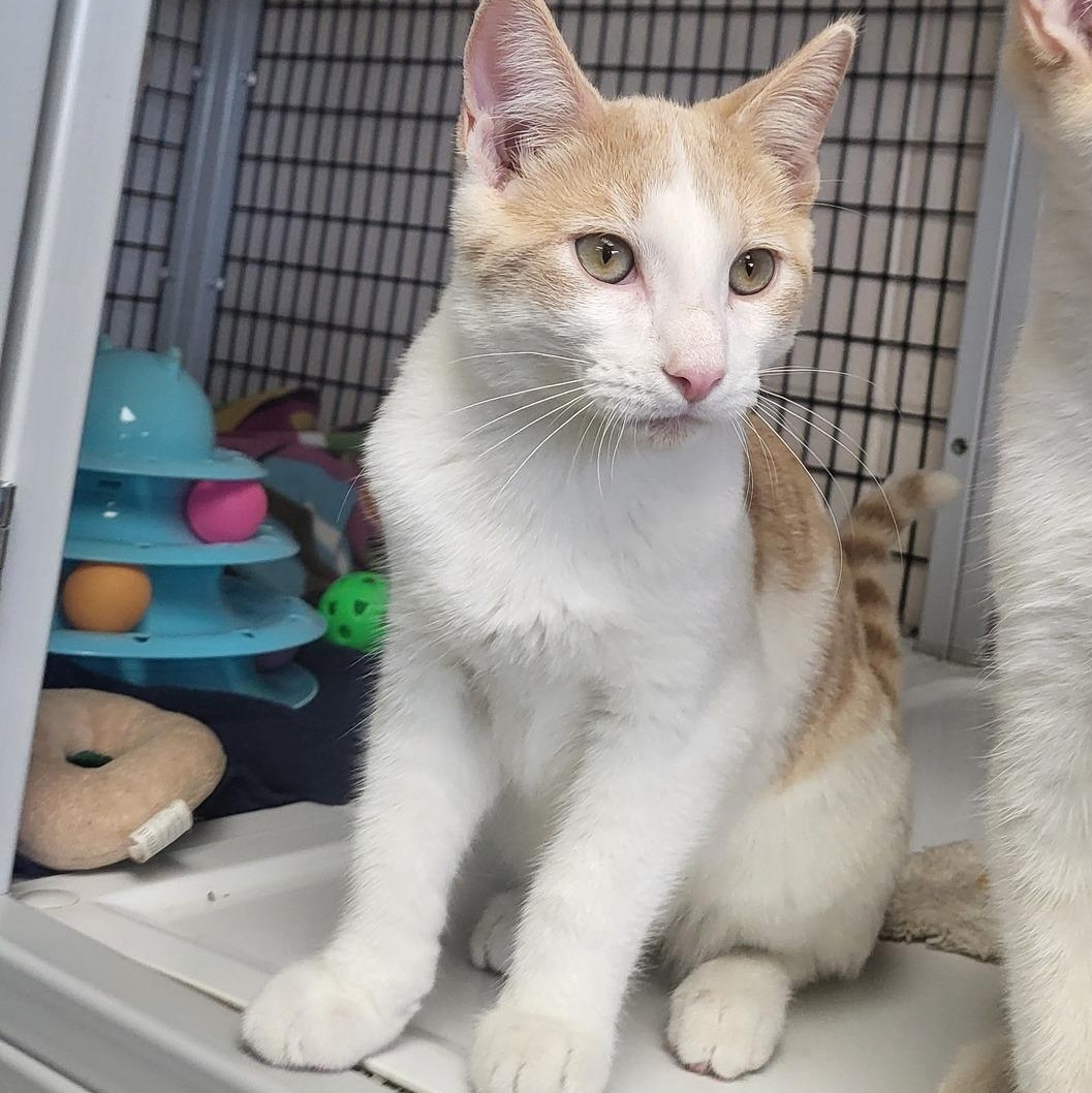 Steak, a Adoptable Domestic Short Hair in Chilton, WI image 2/6