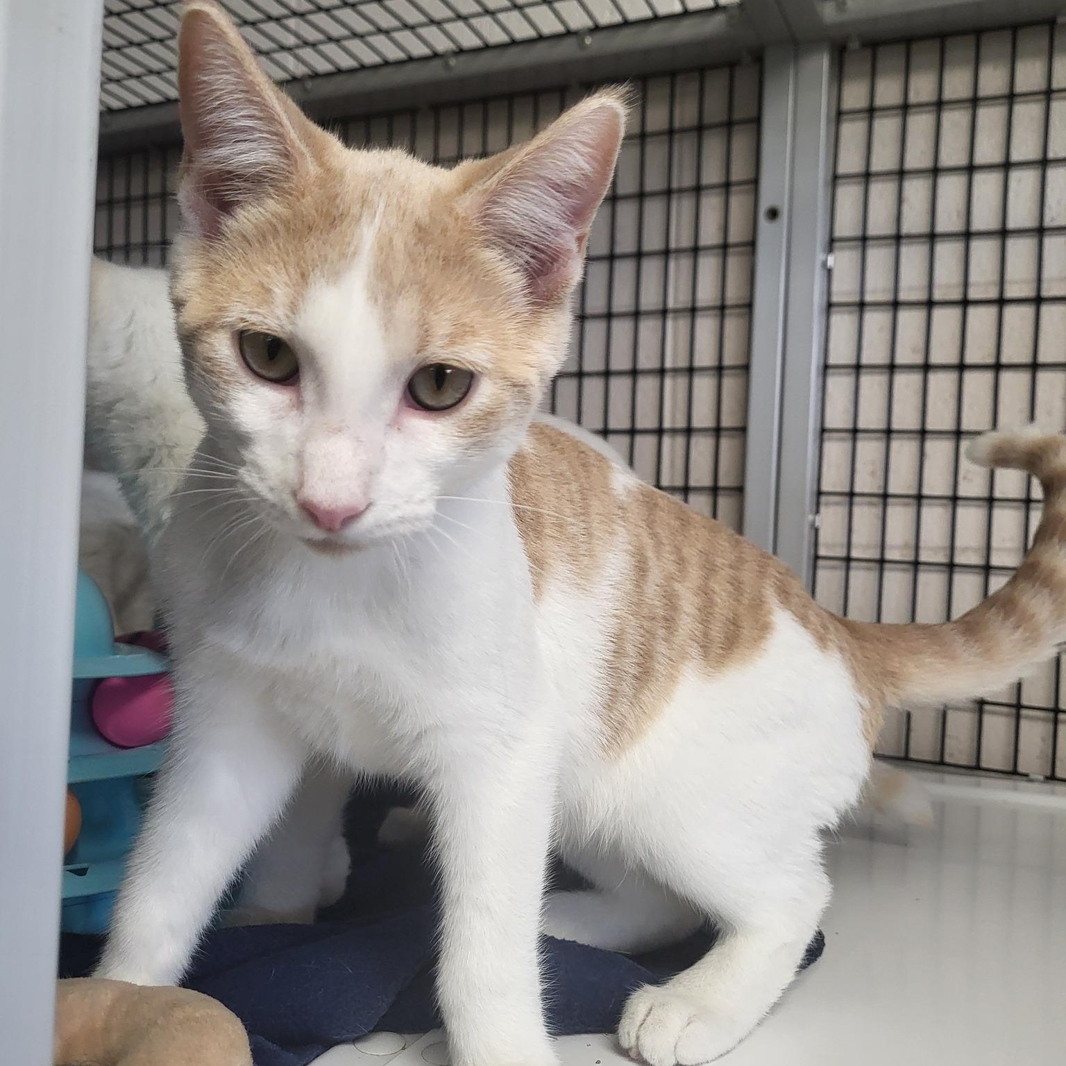 Steak, a Adoptable Domestic Short Hair in Chilton, WI image 3/6