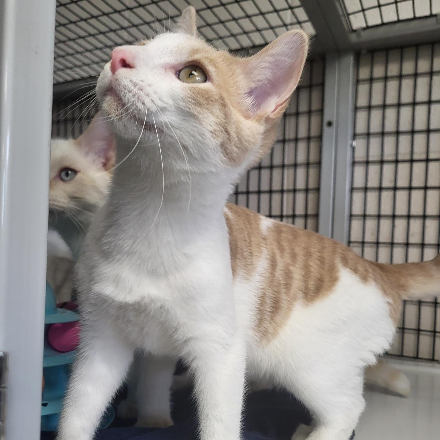 Steak, a Adoptable Domestic Short Hair in Chilton, WI image 4/6