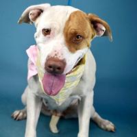 Enlarge Becky - URGENT - OUT OF TIME - 72 HOUR NOTICE, a Adoptable mixed breed in Thousand Oaks, CA image 3/4