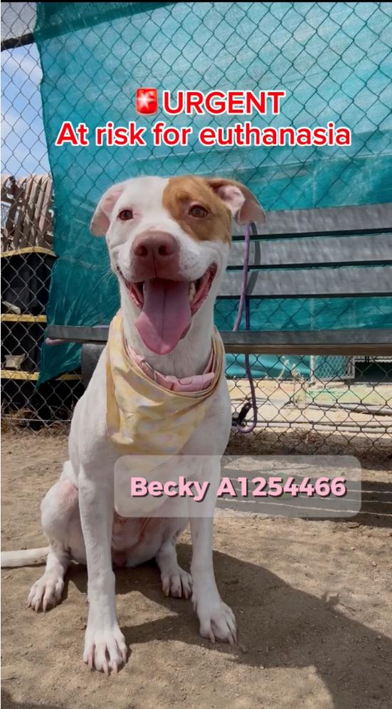 Enlarge Becky - URGENT - OUT OF TIME - 72 HOUR NOTICE, a Adoptable mixed breed in Thousand Oaks, CA image 2/4