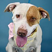 Enlarge Becky - URGENT - OUT OF TIME - 72 HOUR NOTICE, a Adoptable mixed breed in Thousand Oaks, CA image 1/4