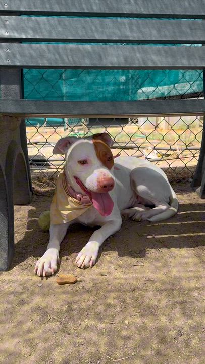 Enlarge Becky - URGENT - OUT OF TIME - 72 HOUR NOTICE, a Adoptable mixed breed in Thousand Oaks, CA video 4/4