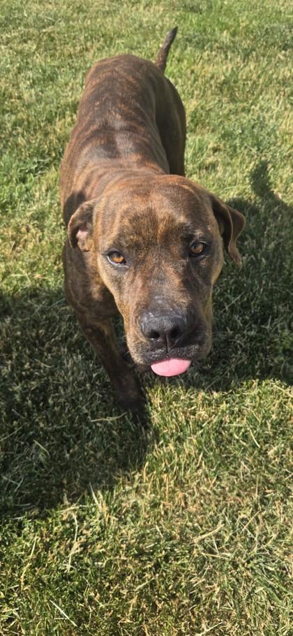Brenda, a ADOPTABLE Terrier in Joliet, IL image 2/2