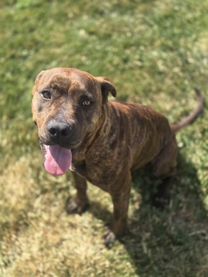 Brenda, ADOPTABLE, Adult Female Terrier.
