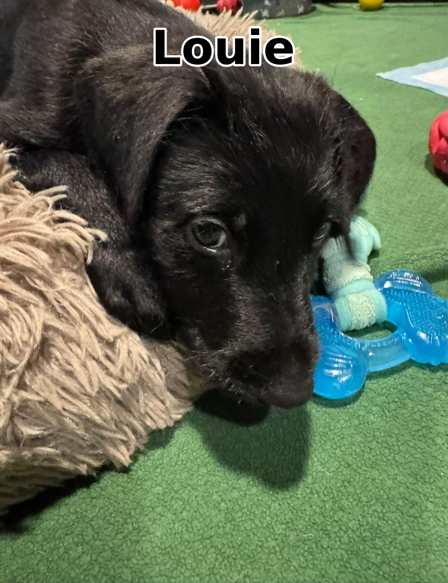 Enlarge Louie, a Adoptable mixed breed in Elburn, IL image 3/6
