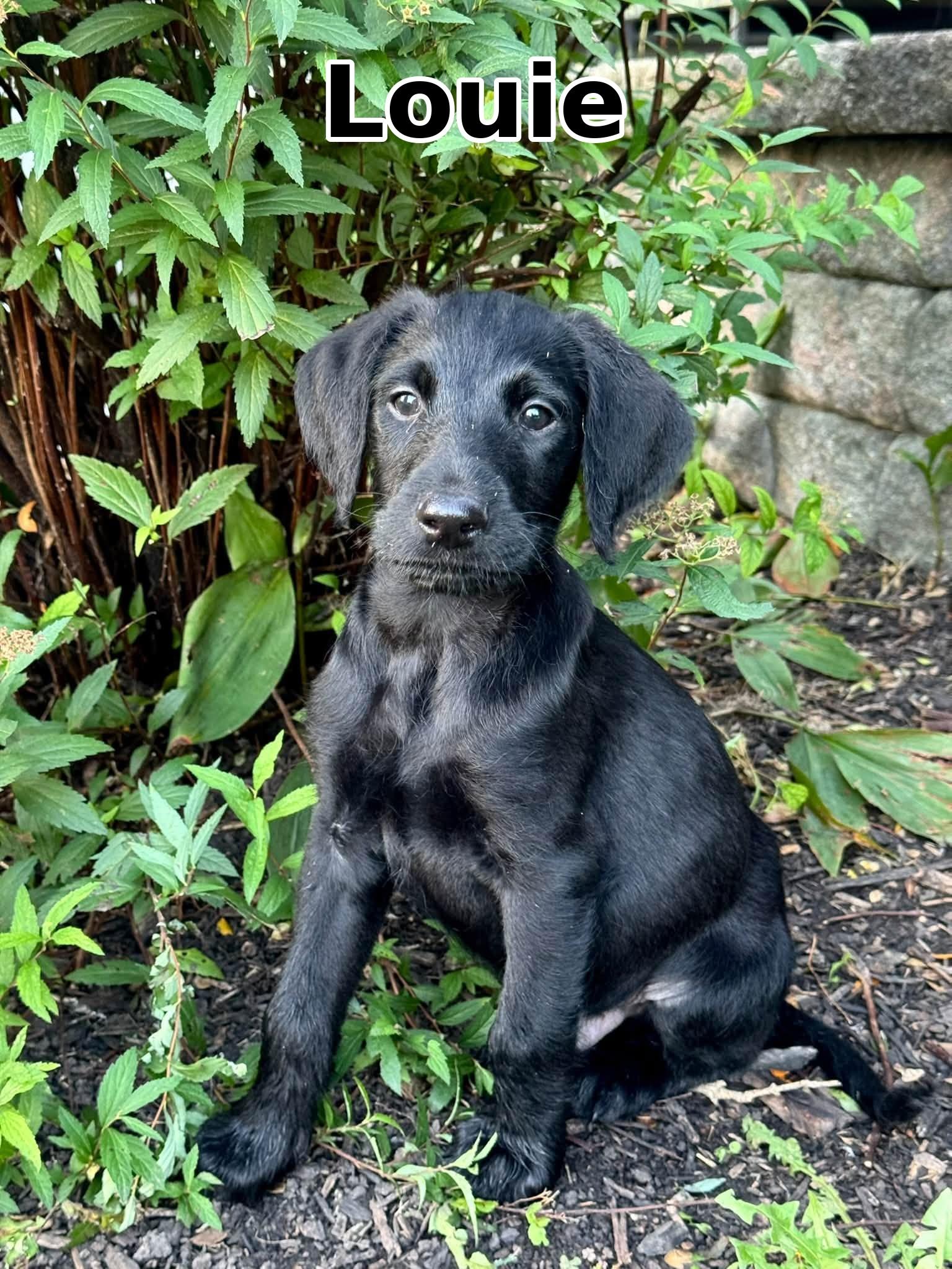 Enlarge Louie, a Adoptable mixed breed in Elburn, IL image 2/6