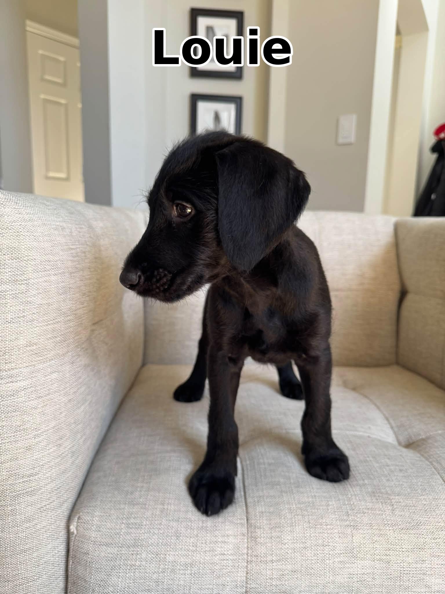 Enlarge Louie, a Adoptable mixed breed in Elburn, IL image 4/6