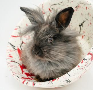 Bean is oh so beautiful!  Baby bunny snuggler!  NEUTERED TOO