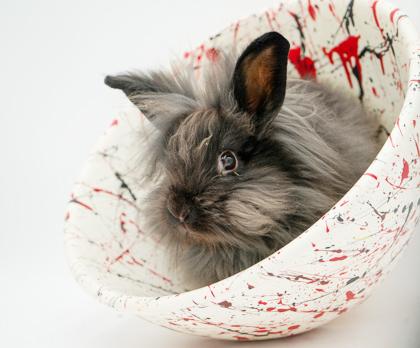 Bean is oh so beautiful!  Baby bunny snuggler!  NEUTERED TOO
