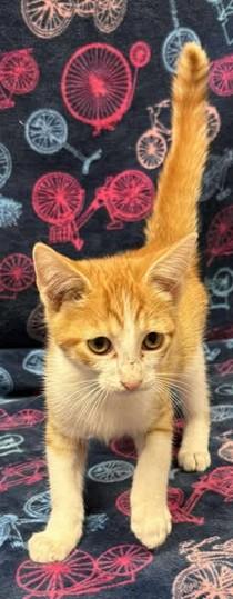 Jester, an adoptable Domestic Short Hair in Lampasas, TX, 76550 | Photo Image 1