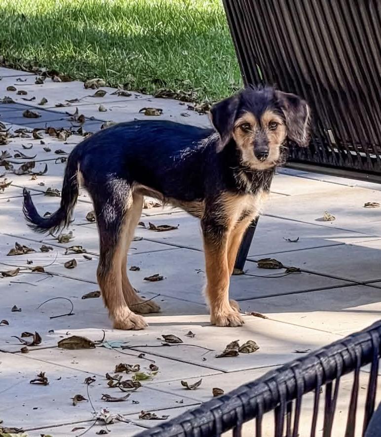Enlarge Turnip, a Adoptable mixed breed in Tinley Park, IL image 3/3