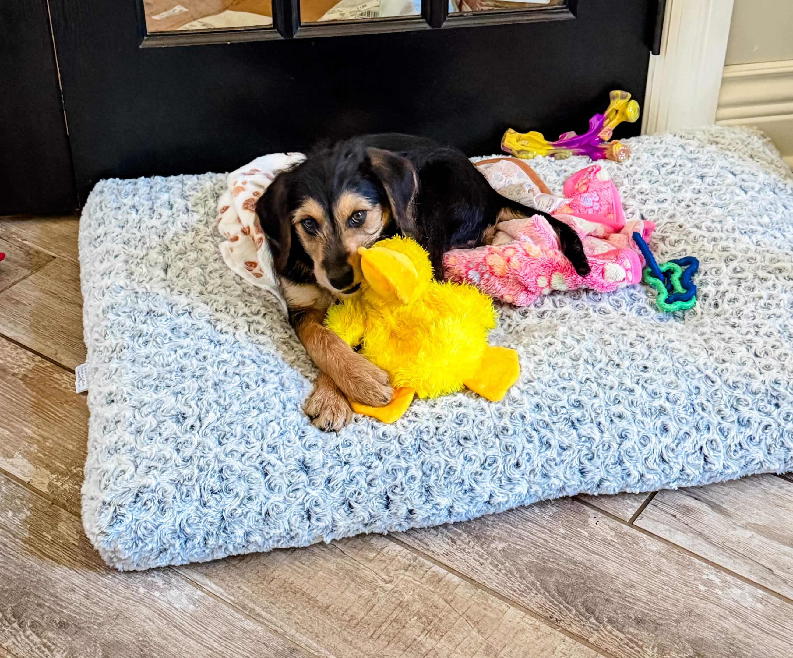 Enlarge Turnip, a Adoptable mixed breed in Tinley Park, IL image 1/3