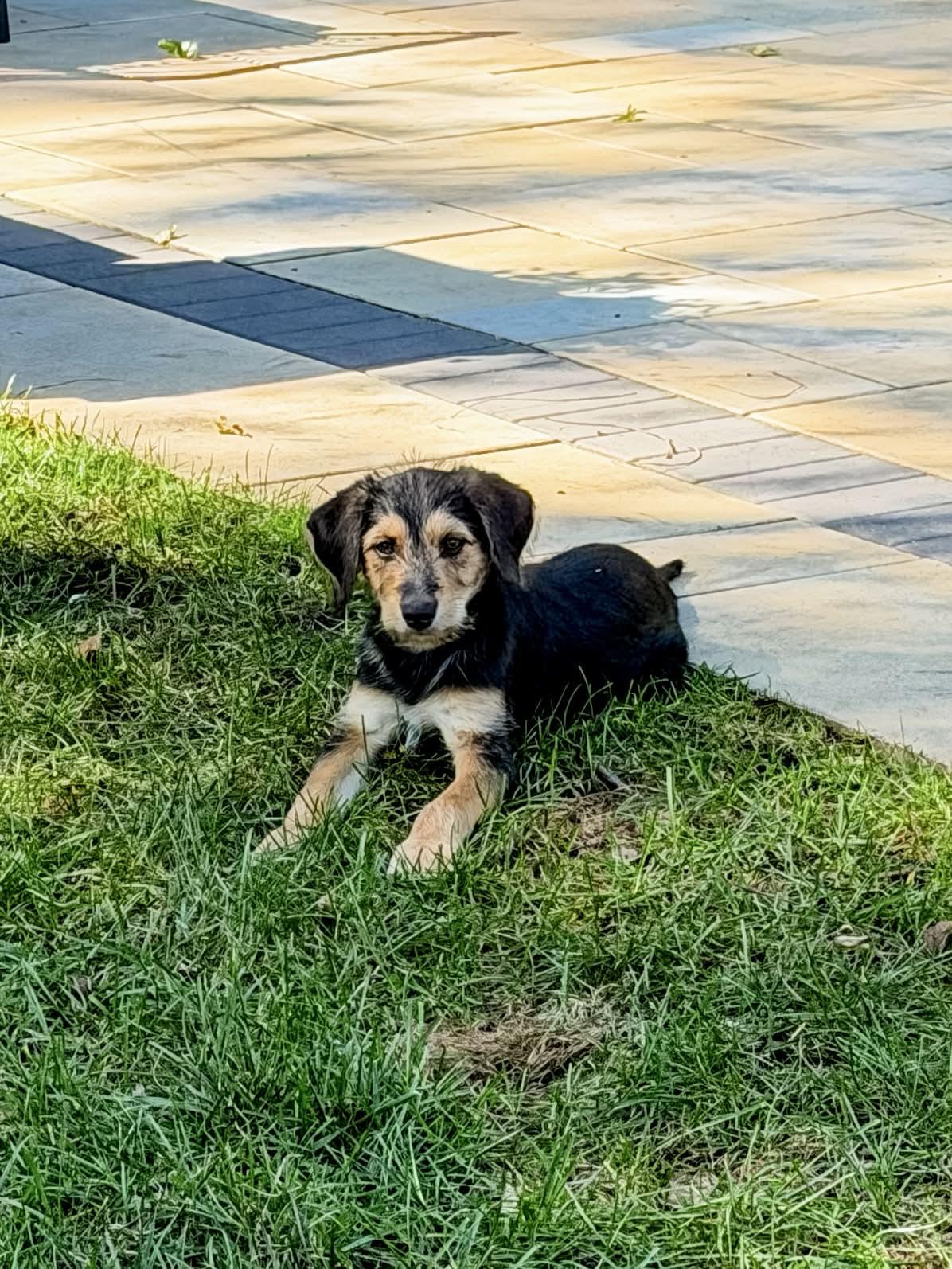 Enlarge Turnip, a Adoptable mixed breed in Tinley Park, IL image 2/3