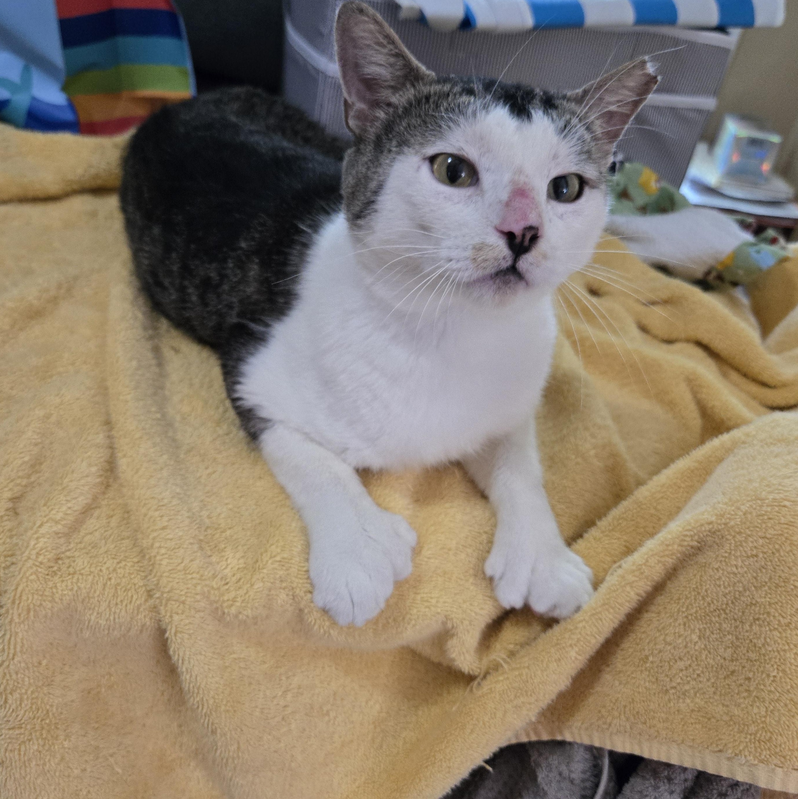 Captain, Adult Male Extra-Toes Cat / Hemingway Polydactyl